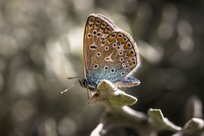 Close-up of butterfly pollinating flower