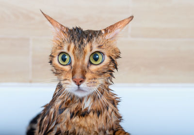 Close-up of a sad wet bengal cat after washing in the shower