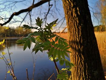 Close-up of tree by lake against sky