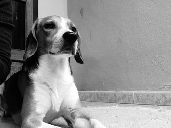 Close-up of dog looking away while sitting on wall