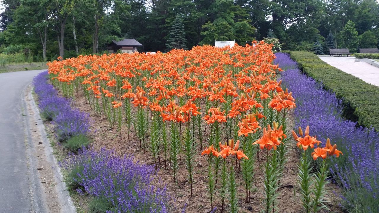 flower, growth, freshness, beauty in nature, plant, nature, tree, multi colored, fragility, flowerbed, blooming, petal, day, in bloom, colorful, the way forward, abundance, outdoors, no people, orange color, tranquility, blossom, grass, scenics, green color, tranquil scene, blue, rural scene, landscape