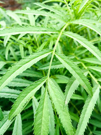 Close-up of fresh green  marigold plant and leaf