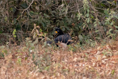 View of bird on field