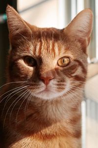 Orange tabby cat