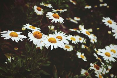 Close-up of white daisy flowers