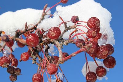 Low angle view of frozen tree against sky