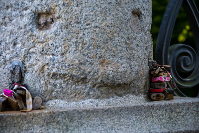 Close-up of an animal on rock