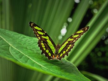 Close-up of butterfly on leaf