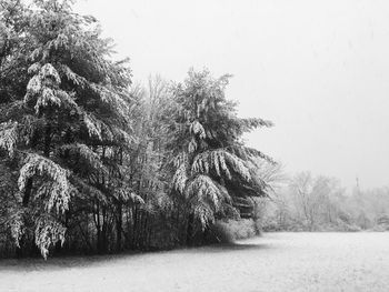 Trees on field against clear sky during winter