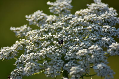 Close-up of insect on white flowering plant