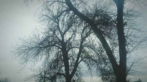 Low angle view of silhouette bare trees against clear sky