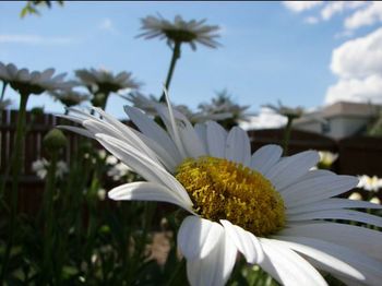 Close-up of white flower