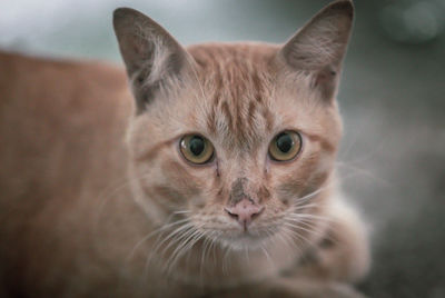 Close-up portrait of tabby cat