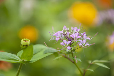 Close-up of purple flowering plant