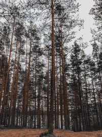 Low angle view of pine trees in forest