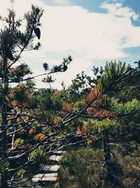 Close-up of pine tree branch against sky