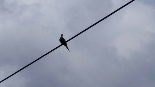 Low angle view of bird perching on tree