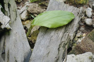 High angle view of tree trunk on field
