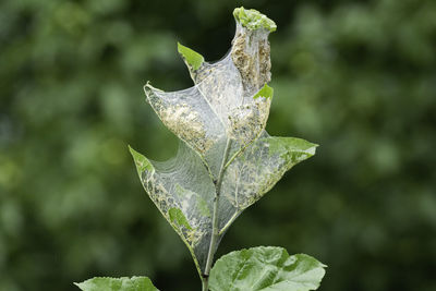 Close-up of leaf on plant during winter