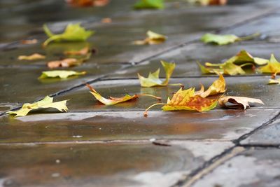 Close-up of dry maple leaf on plant during autumn