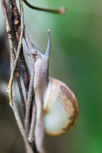 Close-up of snail on dry plant