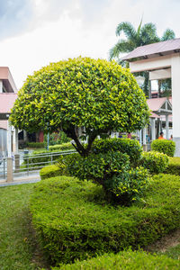 Trees and plants growing in lawn