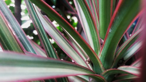 Full frame shot of succulent plant