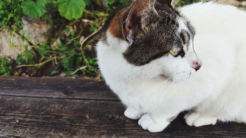 Close-up of a cat looking away