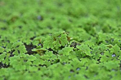 Full frame shot of green leaves on field