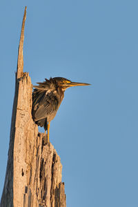 Low angle view of bird perching on rock