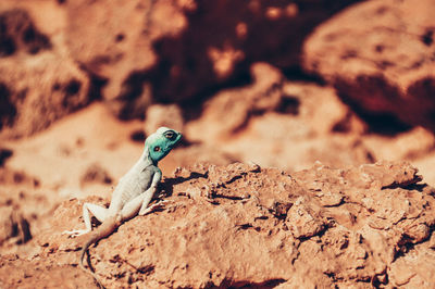 Close-up of lizard on rock