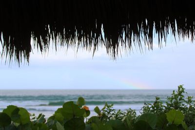 Plants by sea against sky
