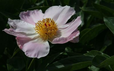 Close-up of pink flower