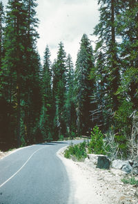 Road amidst trees in forest