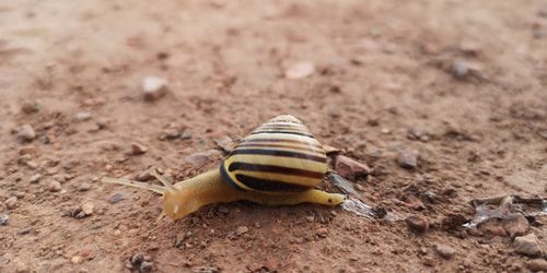 Close-up of snail on land