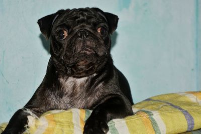 Portrait of black dog