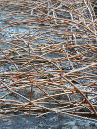High angle view of dry plants on snow covered land