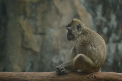 Close-up of monkey sitting on wood