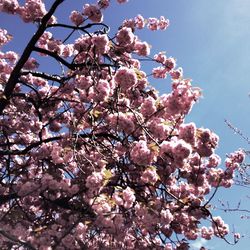 Low angle view of pink flowers blooming on tree