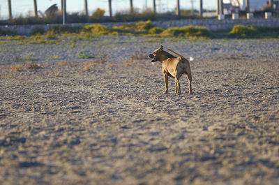 Dog walking in a field