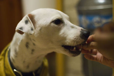 Close-up of a dog