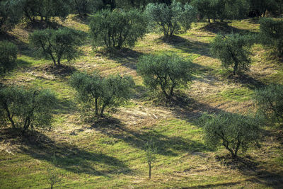 Shadow of tree in forest