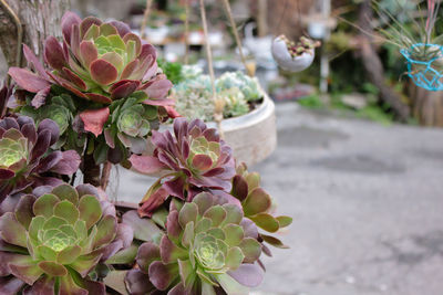 Close-up of potted plant