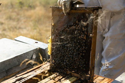 Closeup of honeycomb frame with bees held by crop anonymous beekeeper in protective workwear during honey harvesting in apiary