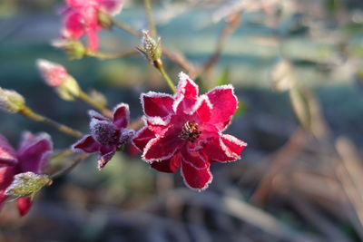 Close-up of pink flowering plant