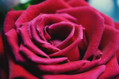 Close-up of red rose blooming outdoors