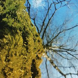 Low angle view of tree against sky