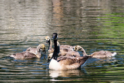 Ducks swimming in lake