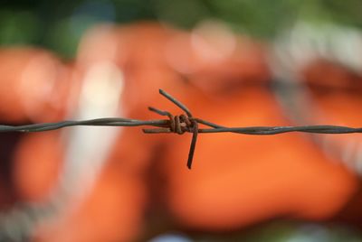 Close-up of rusty barbed wire fence against red tractor