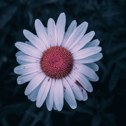 Close-up of white daisy flowers